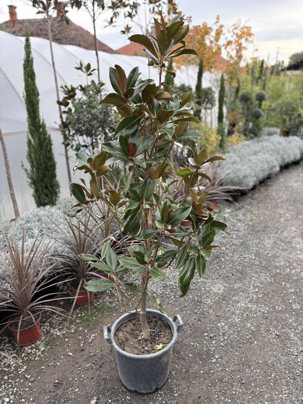 Zimzelena magnolija